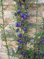 vignette Billardiera longiflora  / Pittosporacées  / Tasmanie,Nouvelles Galles du Sud