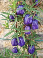 vignette Billardiera longiflora  / Pittosporacées  / Tasmanie,Nouvelles Galles du Sud