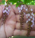 vignette Citharexylum spicatum  / Verbenaceae /  Bolivie