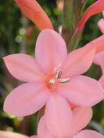 vignette Watsonia