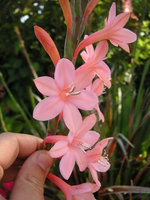 vignette Watsonia