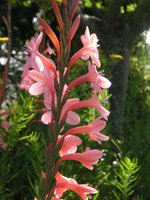 vignette Watsonia