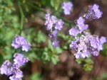 vignette limonium latifolium