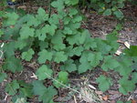 vignette Rubus setchuenensis