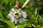 vignette passiflora edulis
