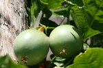 vignette passiflora edulis, fruits