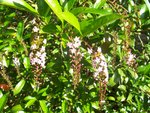 vignette Citharexylum spicatum  / Verbenaceae  / Bolivie