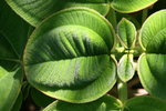 vignette tibouchina grandifolia ? feuilles gantes...