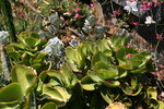 vignette cotyledon orbiculata macrantha