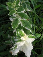 vignette Mentha suaveolens 'Variegata' - Menthe panache