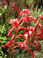 vignette Watsonia