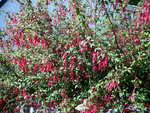 vignette 17 Fuchsia Magellanica Riccartonii