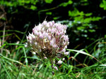 vignette 59 Allium ampeloprasum / Poireau d't ou Carambole