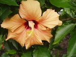 vignette hibiscus tropical