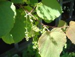 vignette Vitis davidii cyanocarpa