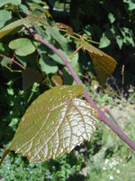 vignette Vitis davidii cyanocarpa