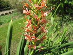 vignette Hedychium coccineum