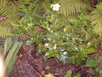 vignette gardenia kleim's hardy
