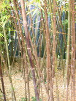 vignette phyllostachys nigra (bambous noirs)
