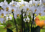 vignette Phalaenopsis 1