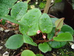 vignette Begonia elaeagnifolia