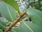 vignette Ficus lapathifolia