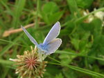vignette Polyommatus icarus - Argus bleu ou Azur de la Bugrane