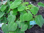 vignette Begonia imperialis smaragdina