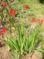 vignette Crocosmia masoniorum 'Lucifer'