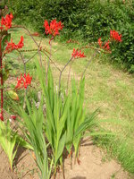 vignette Crocosmia masoniorum 'Lucifer'