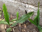 vignette epiphyllum