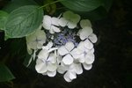vignette Hydrangea macrophylla 'Bachstelze'
