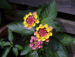 vignette Lantana