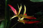 vignette Heliconia