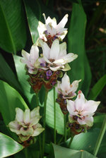 vignette Curcuma alismatifolia