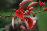 vignette Erythrina crista-galli