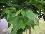 vignette Morus kagayamae = Morus platanifolia = Morus bombycis - Mûrier à feuille de platane