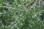 vignette Melicytus crassifolius = Hymenanthera crassifolia