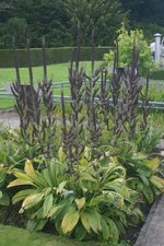 vignette Veratrum nigrum