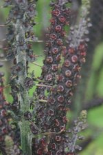 vignette Veratrum nigrum