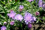 vignette Stokesia laevis