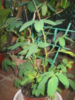 vignette Mimosa pudica