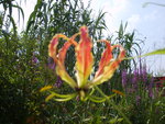 vignette Gloriosa