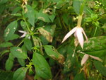 vignette Dgats de Altica oleracea - Altise commune sur Fuchsia magellanica var molinae