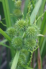 vignette Sparganium erectum (= S. ramosum)