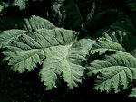 vignette Gunnera