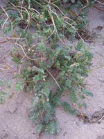 vignette Erodium cicutarium subsp. dunense - Bec de cigogne des dunes ou Erodium des dunes
