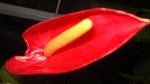vignette Anthurium rouge