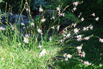 vignette Gaura lindheimeri-Onagracees