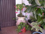 vignette tamaya (begonia bambou)